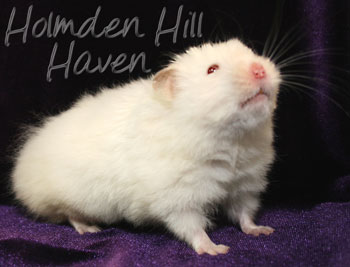 Glow Puff- Heterozygous Extreme Dilute Red Eyed Cream Longhaired Syrian Hamster
