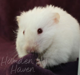 Glow Puff- Heterozygous Extreme Dilute Red Eyed Cream Longhaired Syrian Hamster