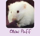 Glow Puff