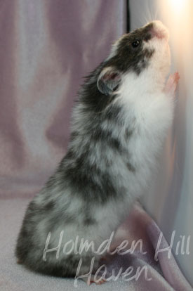 Happy- Black Dominant Spot Longhaired Syrian Hamster