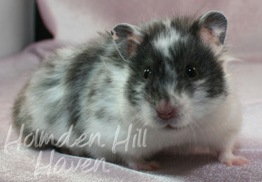 Happy- Black Dominant Spot Longhaired Syrian Hamster