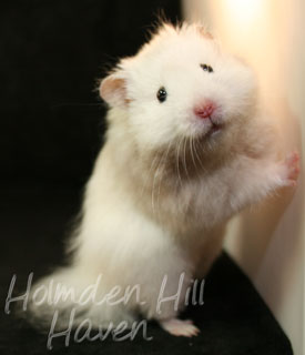 Hamster pearl best sale