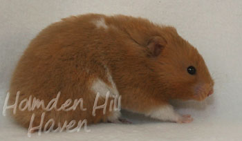 Lafitte- Champagne Tortoiseshell & White (Banded) Umbrous Longhaired Syrian Hamster