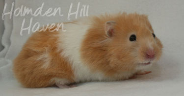 Maisy- Red Eyed Cream Banded Longhaired Syrian Hamster