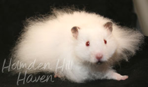 Puff of Cotton Curl- Dark Eared White Longhaired Rex Syrian Hamster