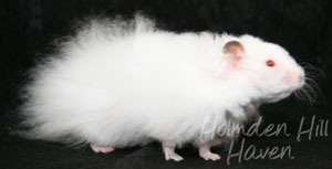 Puff of Cotton Curl- Dark Eared White Longhaired Rex Syrian Hamster
