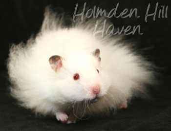 Puff of Cotton Curl- Dark Eared White Longhaired Rex Syrian Hamster
