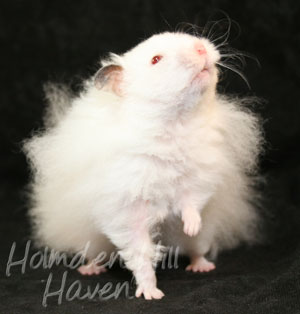 Puff of Cotton Curl- Dark Eared White Longhaired Rex Syrian Hamster