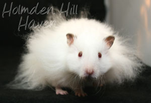 Puff of Cotton Curl- Dark Eared White Longhaired Rex Syrian Hamster