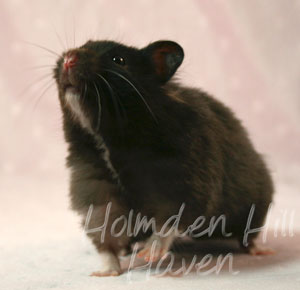 Sissy- Black Longhaired Syrian Hamster