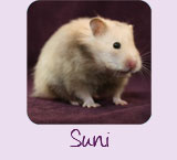 Suni